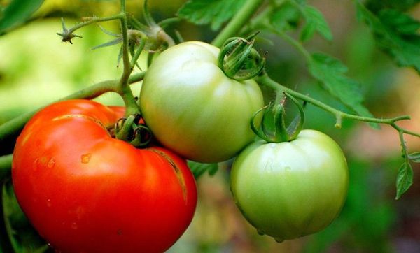 تناولوا البندورة الخضراء باستمرار.. إليكم السبب