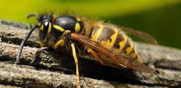 أسوأ 10 لسعات حشرات وسبل العلاج