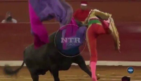 بالفيديو.. لقطات مروعة لثور يطيح بمصارع ويتركه بحالة حرجة