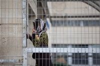 في يوم الأم.. خمس أسيرات أمهات يعانين خلف القضبان