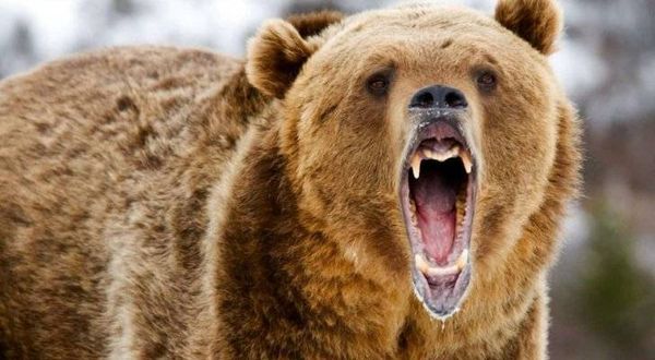 بالفيديو- دب يهاجم إمرأة حامل..وهذا ما فعله!