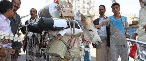 لهذا السبب تحوّل الـ"الحمار" إلى بطل قومي في اليمن!