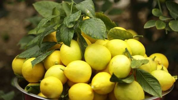سوريا.. إجراء غير مسبوق لدعم صادرات الحمضيات