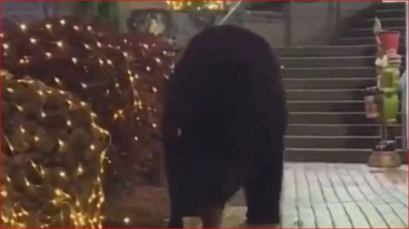 دب أسود يتجول في سوق عيد الميلاد في ولاية تينيسي الأميركية!