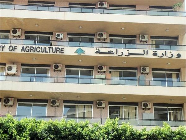 الزراعة تحذّر من القطاف المبكر للصنوبر