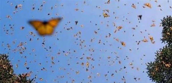 بأعداد لم تحدث منذ 100 عام.. فراشات تحلق في لبنان! (صورة)