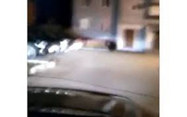 بالفيديو...مطاردة دب دخل أحد الأحياء السكنية في مدينة روسية