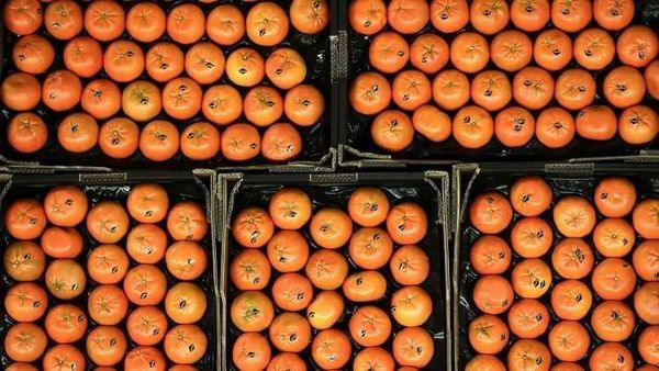 بأمر من كيم جونغ أون.. 200 طن من اليوسفي ستوزع على سكان بيونغ يانغ