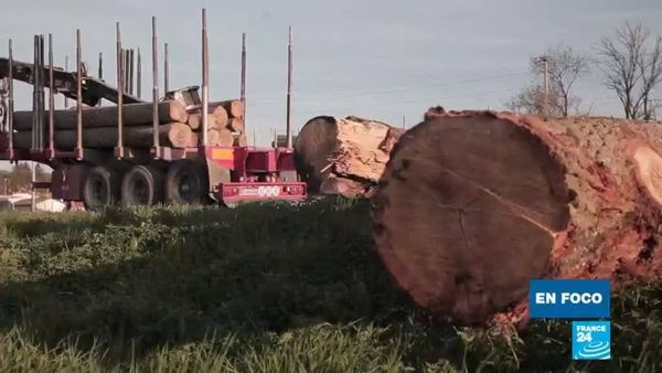La madera de roble, ¿amenazada en Francia?