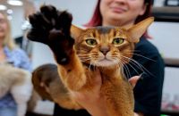 جمال الحبشي الروسي يتوَّج عالمياً