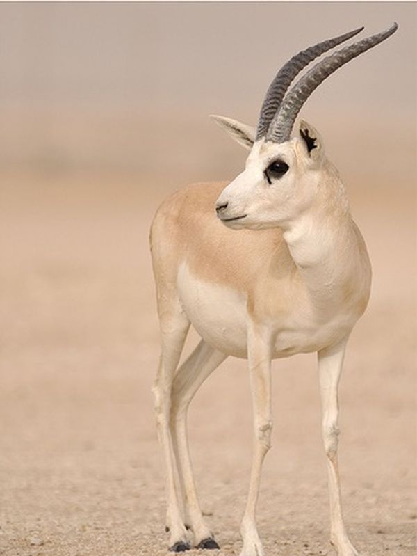 كبرياء الرّيم