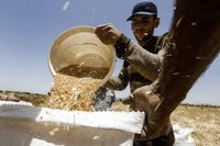 سوريا توقف استيراد القمح بعد تحقيق فائض في الإنتاج