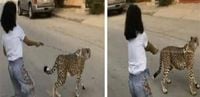 طفلة تتجوّل برفقة حيوان مفترس في الشارع.. والسلطات تتحرّك! (فيديو)