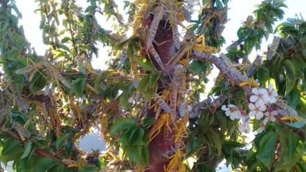 أسراب الجراد تحجب رؤية الشمس في جرود عرسال ورأس بعلبك