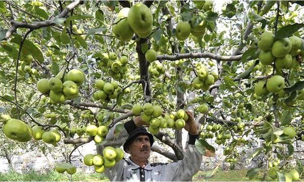 1 تشرين الاول"يوم غضب مزارعي التفاح في لبنان"! اليكم ما سيحصل