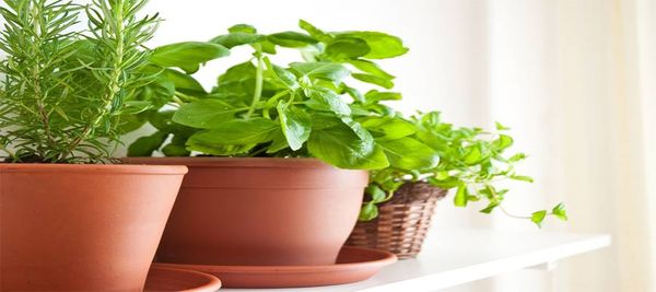 9 أنواع من النباتات تطرد البعوض من منزلك