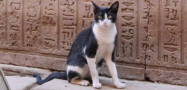 اكتشاف مقبرة أثرية جديدة في مصر.. ما بداخلها فاجأ العلماء!