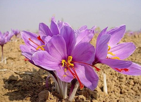 ما لا تعرفه عن فوائد الزعفران الصحية وعلاقته بالنظر