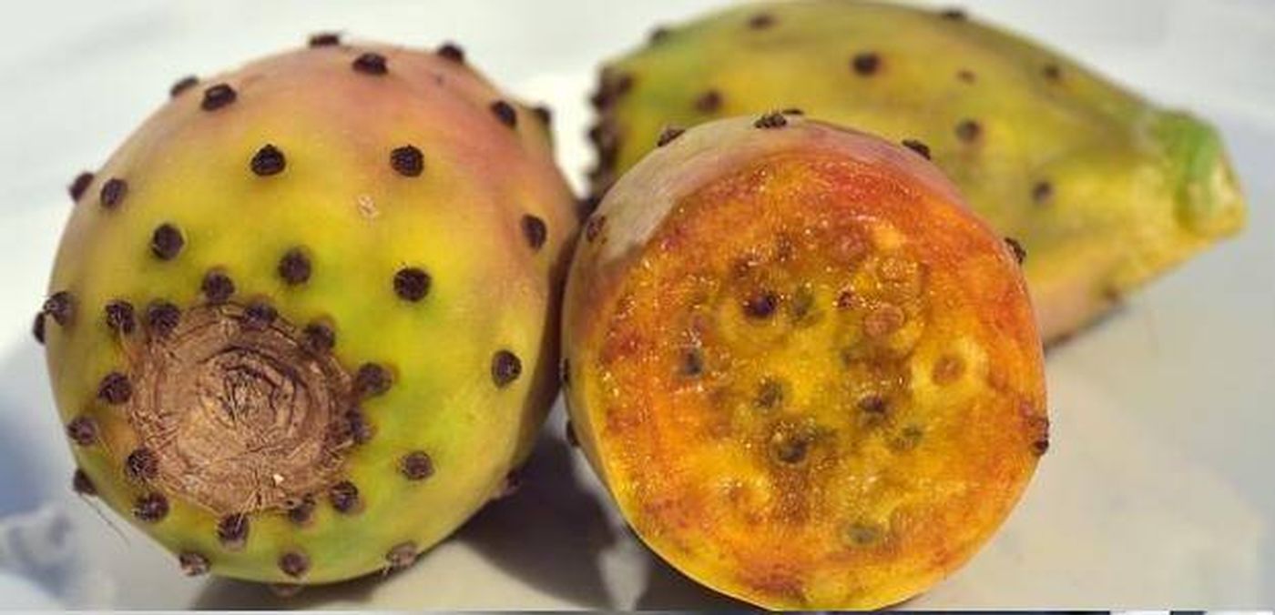 عصير الصبار ... خيار صحي شائع