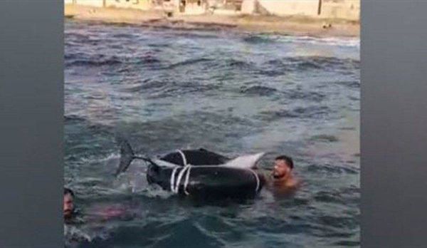 ما قصة الدلفين النافق في بحر عدلون - جنوب لبنان؟